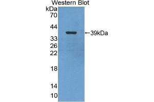 Detection of Recombinant NFkB2, Chicken using Polyclonal Antibody to Nuclear Factor Kappa B2 (NFkB2) (Nuclear Factor kappa B2 (AA 37-342) Antikörper)