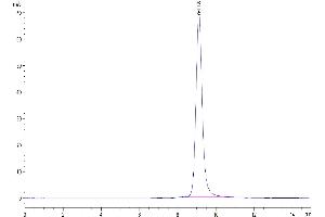 The purity of Biotinylated Human LILRB4 is greater than 95 % as determined by SEC-HPLC. (LILRB4 Protein (AA 22-257) (His-Avi Tag,Biotin))