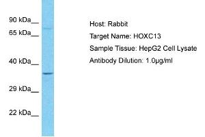 Host: Rabbit Target Name: HOXC13 Sample Type: HepG2 Whole Cell lysates Antibody Dilution: 1. (HOXC13 Antikörper  (Middle Region))