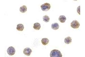 Immunohistochemistry (IHC) image for anti-BIF (C-Term) antibody (ABIN1030297) (BIF (C-Term) Antikörper)