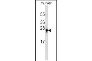 S100B Antibody (ABIN659188 and ABIN2843790) western blot analysis in mouse liver tissue lysates (35 μg/lane).