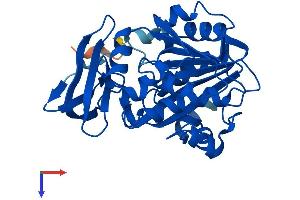 Spermidine Synthase Protein (SRM) (AA 1-302) (His tag)