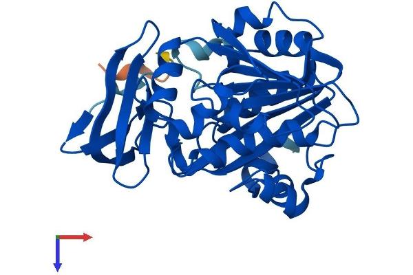 Spermidine Synthase Protein (SRM) (AA 1-302) (His tag)