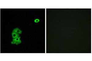 Immunofluorescence (IF) image for anti-Olfactory Receptor, Family 4, Subfamily C, Member 6 (OR4C6) (Internal Region) antibody (ABIN1853236) (OR4C6 Antikörper  (Internal Region))