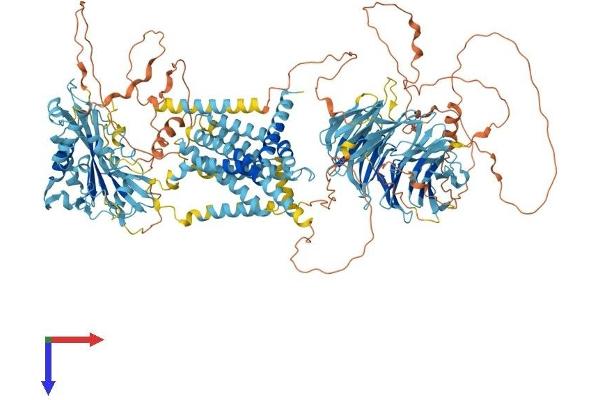 SREBF chaperone Protein (SCAP) (AA 1-1276) (His tag)