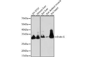 Western blot analysis of extracts of various cell lines, using Endo G Rabbit mAb (ABIN7266940) at 1:1000 dilution.