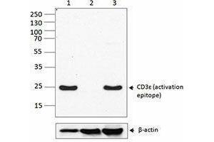 Western Blotting (WB) image for anti-CD3 epsilon (CD3E) antibody (ABIN2664657) (CD3 epsilon Antikörper)