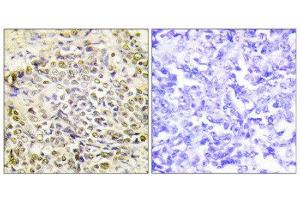Immunohistochemistry (IHC) image for anti-Iroquois Homeobox Protein 2 (IRX2) (Internal Region) antibody (ABIN1849950) (IRX2 Antikörper  (Internal Region))