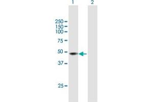 Western Blot analysis of PNKD expression in transfected 293T cell line by PNKD MaxPab polyclonal antibody. (PNKD Antikörper  (AA 1-385))