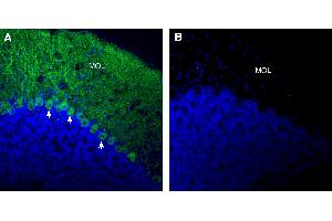 Expression of RGMA in mouse cerebellum:Immunohistochemical staining of perfusion-fixed frozen mouse brain sections with Anti-RGMA (extracellular) Antibody (ABIN7581951), (1:300), followed by goat anti-rabbit-AlexaFluor-488. (RGMA Antikörper  (Extracellular))