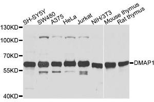 Western blot analysis of extracts of various cell lines, using DMAP1 antibody (ABIN6003515) at 1/1000 dilution. (DMAP1 Antikörper)