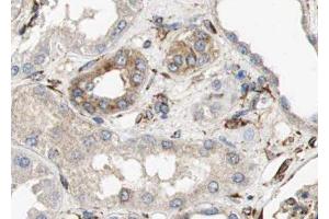 ABIN6279137 at 1/100 staining human kidney tissue sections by IHC-P.