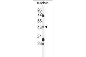 Western blot analysis of GP Antibody (Center) (ABIN1537967 and ABIN2849320) in mouse spleen tissue lysates (35 μg/lane). (GPR157 Antikörper  (AA 178-207))
