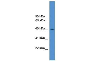 KLHDC3 antibody used at 0.
