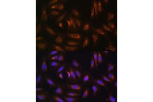 Immunofluorescence (IF) image for anti-Nuclear Receptor Binding Factor 2 (NRBF2) (AA 10-220) antibody (ABIN6144842)