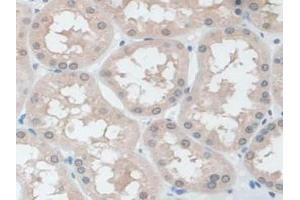 IHC-P analysis of Human Kidney Tissue, with DAB staining. (Ezrin Antikörper  (AA 1-295))