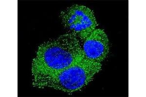 Immunofluorescence (IF) image for anti-Amyloid beta (A4) Precursor Protein (APP) (AA 333-362) antibody (ABIN3029927)