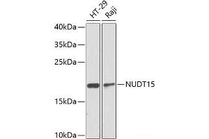 Western blot analysis of extracts of various cell lines using NUDT15 Polyclonal Antibody at dilution of 1:1000. (NUDT15 Antikörper)