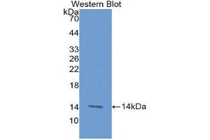 Western Blotting (WB) image for anti-Tumor Necrosis Factor Receptor Superfamily, Member 9 (TNFRSF9) (AA 40-153) antibody (ABIN1174751)