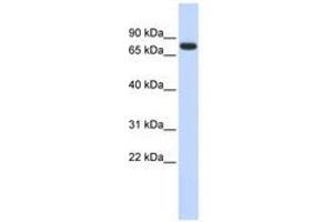 Image no. 1 for anti-Ankyrin Repeat Domain 13B (ANKRD13B) (AA 540-589) antibody (ABIN6741195) (ANKRD13B Antikörper  (AA 540-589))