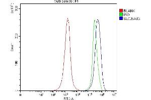 Flow Cytometry analysis of JK cells using anti-Citrin/SLC25A13 antibody (ABIN7599512). (slc25a13 Antikörper  (AA 1-643))