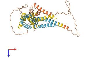 Apolipoprotein L 2 Protein (AA 1-337) (His tag)