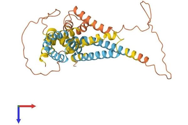Apolipoprotein L 2 Protein (AA 1-337) (His tag)