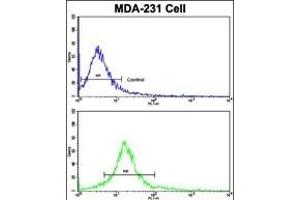 Flow cytometric analysis of MDA-231 cells using DOM3Z Antibody (N-term Y88)(bottom histogram) compared to a negative control cell (top histogram). (DOM3Z Antikörper  (N-Term))