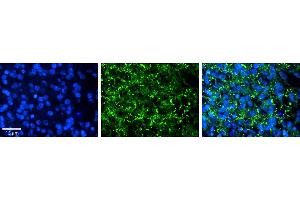 Rabbit Anti-AREL1 Antibody     Formalin Fixed Paraffin Embedded Tissue: Human Pineal Tissue  Observed Staining: Cytoplasmic in vesicles in cell bodies of pinealocytes  Primary Antibody Concentration: 1:100  Secondary Antibody: Donkey anti-Rabbit-Cy3  Secondary Antibody Concentration: 1:200  Magnification: 20X  Exposure Time: 0. (AREL1 Antikörper  (N-Term))