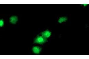Anti-CDKN3 mouse monoclonal antibody (ABIN2455051) immunofluorescent staining of COS7 cells transiently transfected by pCMV6-ENTRY CDKN3 (RC213080). (CDKN3 Antikörper)