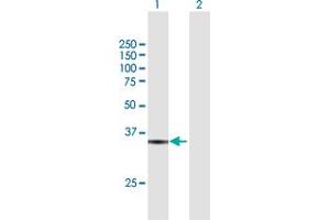 Western Blot analysis of RFC5 expression in transfected 293T cell line by RFC5 MaxPab polyclonal antibody.