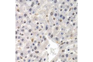 Immunohistochemistry of paraffin-embedded rat liver using GTF2F1 antibody.