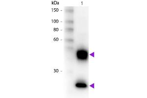 Western Blot of Biotin Donkey Anti-Mouse IgG Pre-Adsorbed secondary antibody. (Esel anti-Maus IgG (Heavy & Light Chain) Antikörper (Biotin) - Preadsorbed)