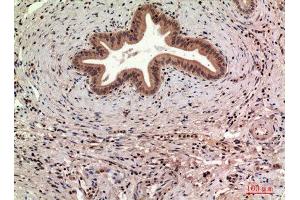 Immunohistochemistry (IHC) analysis of paraffin-embedded Human Liver, antibody was diluted at 1:100.