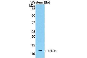 Western Blotting (WB) image for anti-Chemokine (C-X-C Motif) Ligand 1 (Melanoma Growth Stimulating Activity, Alpha) (CXCL1) (AA 25-96) antibody (ABIN1078403)