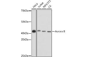 Western blot analysis of extracts of various cell lines, using Aurora B antibody (ABIN7265783) at 1:1000 dilution. (Aurora Kinase B Antikörper  (AA 1-344))