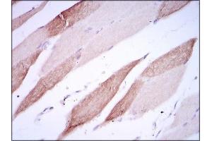 Immunohistochemical analysis of paraffin-embedded striated muscle tissues using AlCAM mouse mAb with DAB staining.