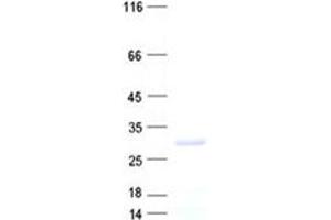 Validation with Western Blot (C18ORF21 Protein (His tag))