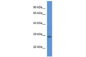WB Suggested Anti-Tmem33 Antibody   Titration: 1.