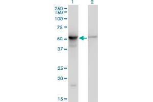 Western Blotting (WB) image for anti-Tubulin, beta 2A (TUBB2A) (AA 1-445) antibody (ABIN521144)