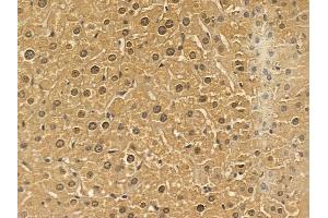 YBX3 Mouse Monoclonal Antibody at 1/100 staining mouse liver tissue by IHC-P. (CSDA Antikörper)