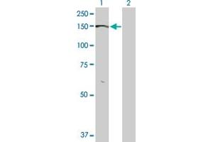 Western Blotting (WB) image for anti-Bone Morphogenetic Protein Receptor, Type II (serine/threonine Kinase) (BMPR2) (AA 1-1038) antibody (ABIN513785)
