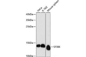 Western blot analysis of extracts of various cell lines using SF3B6 Polyclonal Antibody at dilution of 1:3000. (Pre-mRNA Branch Site Protein p14 (SF3B14) Antikörper)