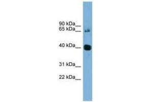 Image no. 1 for anti-Nodal Homolog (NODAL) (AA 35-84) antibody (ABIN6744117) (Nodal Antikörper  (AA 35-84))