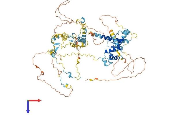 NCAPH Protein (AA 1-741) (His tag)