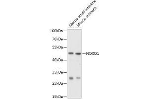 Western blot analysis of extracts of various cell lines, using NOXO1 antibody (ABIN6128330, ABIN6144758, ABIN6144759 and ABIN6214747) at 1:1000 dilution. (NOXO1 Antikörper  (AA 121-370))