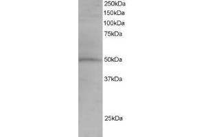 Image no. 1 for anti-Sorting Nexin 5 (SNX5) (AA 400-412) antibody (ABIN297687) (SNX5 Antikörper  (AA 400-412))