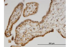 Immunoperoxidase of monoclonal antibody to SEPX1 on formalin-fixed paraffin-embedded human placenta. (MSRB1 Antikörper  (AA 1-84))