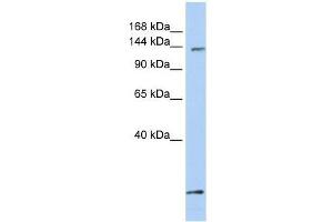 C21orf66 antibody used at 0.