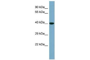 KCTD16 antibody used at 1 ug/ml to detect target protein. (KCTD16 Antikörper  (N-Term))